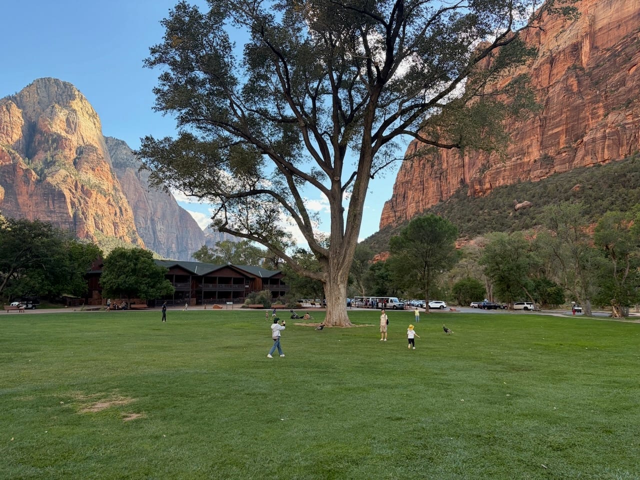 A large tree on a green lawn below red canyon cliffs