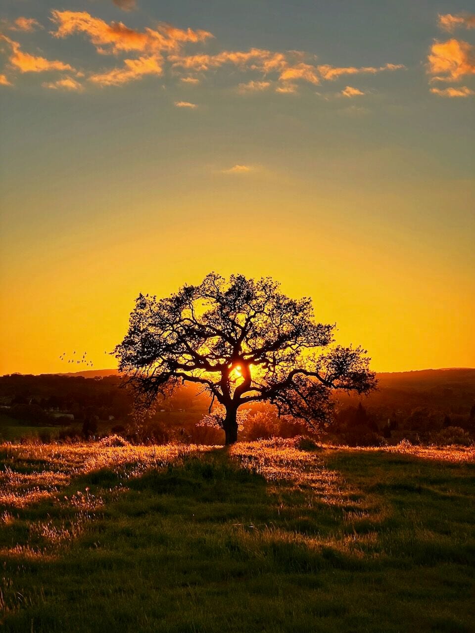 A lone oak tree silhouetted against a yellow sunset on a grassy hill