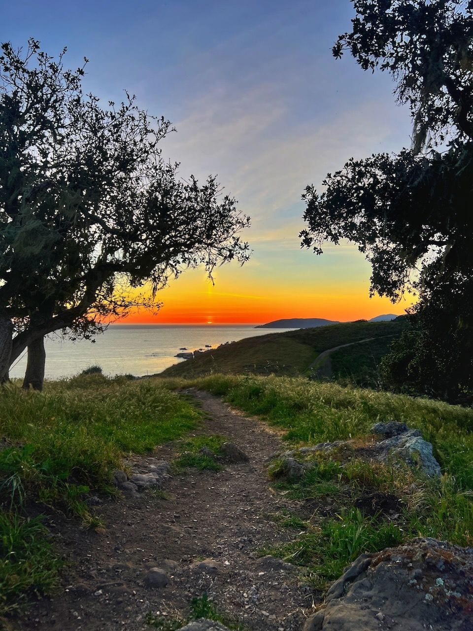 A dirt trail between two oak trees leading toward the ocean at sunset