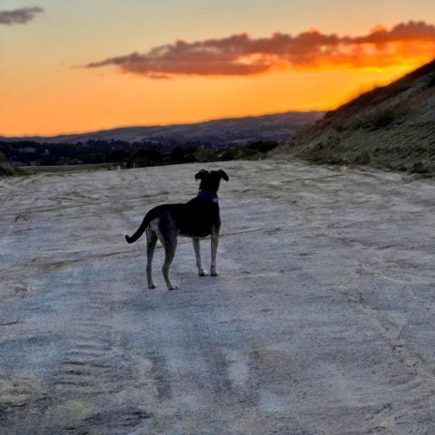 A dog standing on a wide graded dirt area at sunset, with hills and an orange sky behind it