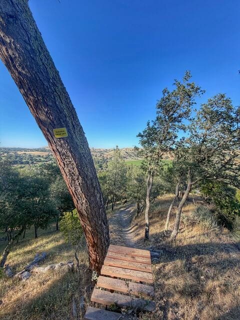 Wooden steps leading up a dirt trail past a leaning pine tree on a dry, wooded hillside