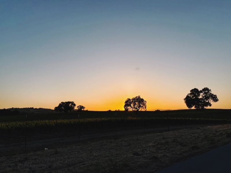 Oak trees in silhouette against an orange sunset over a vineyard